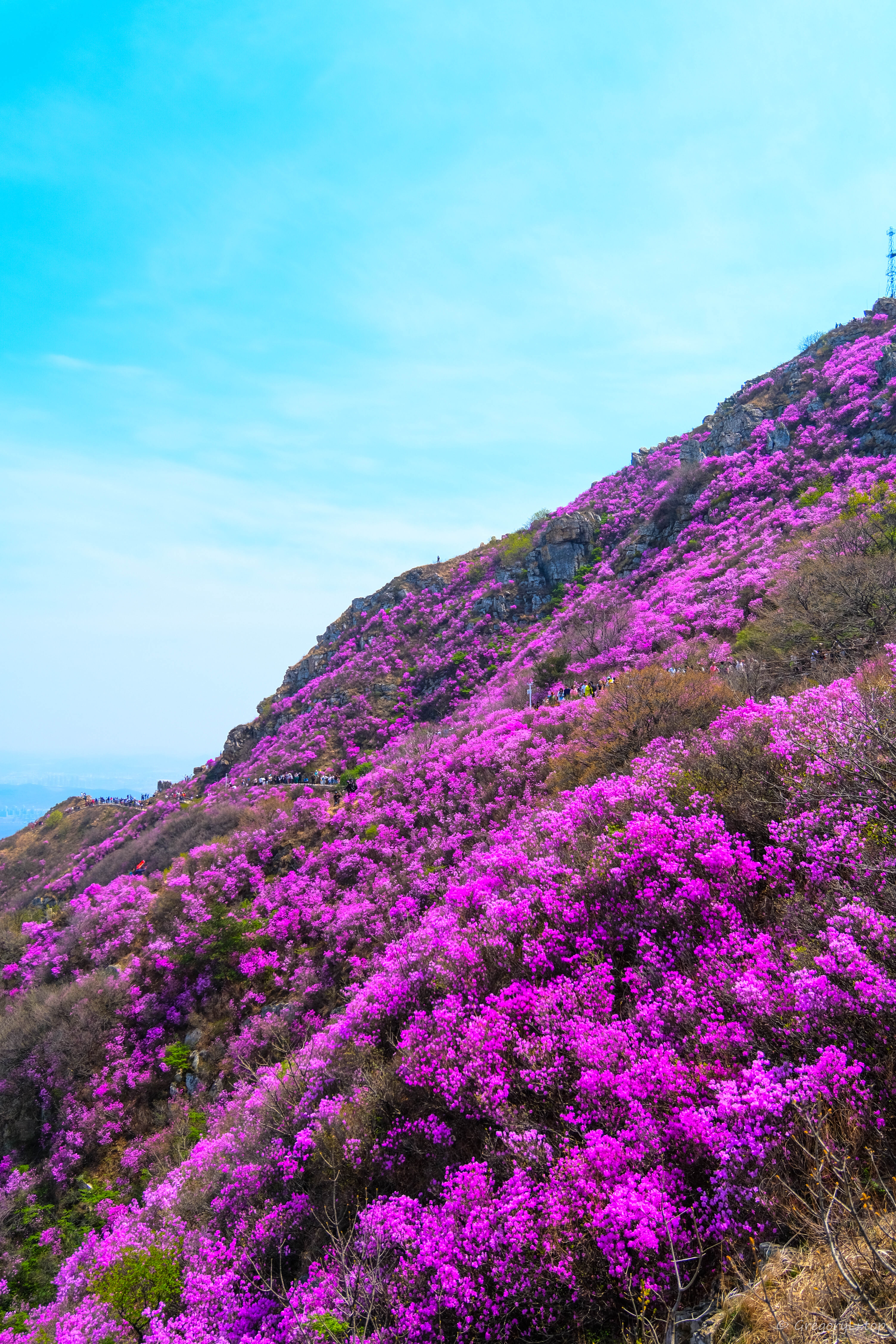 2024-04-21 大连大黑山 杜鹃花海